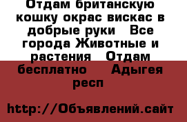 Отдам британскую кошку окрас вискас в добрые руки - Все города Животные и растения » Отдам бесплатно   . Адыгея респ.